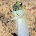 jawfish_yellowhead_bcf_nwp_v_0346_tci2274.jpg